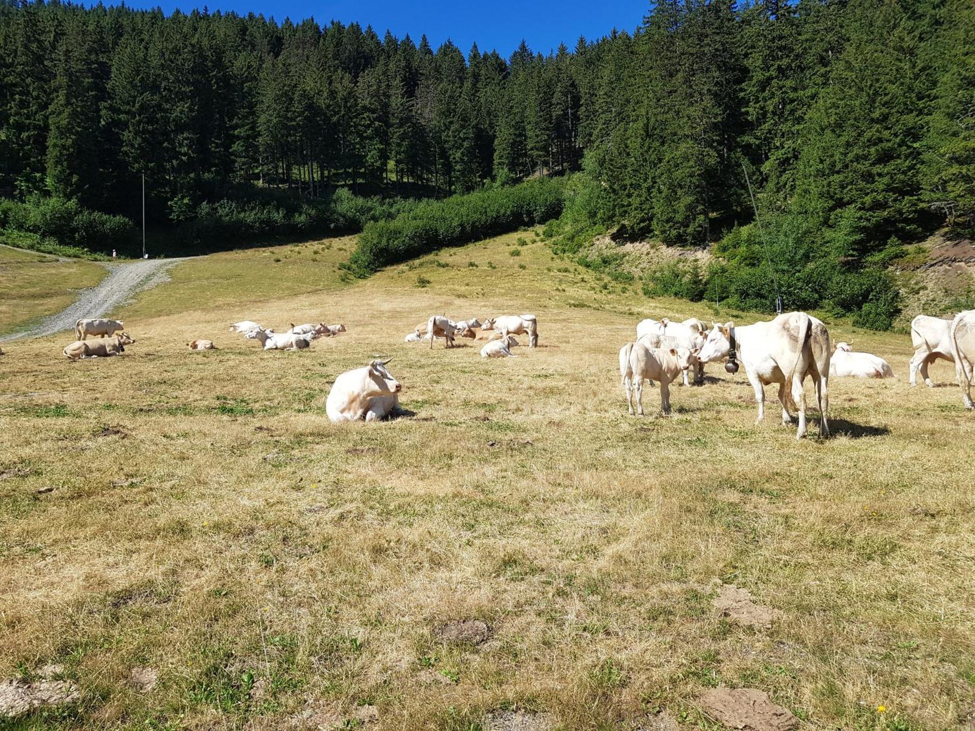 Les 7 Laux Immobilier Chalet E Прапутел Екстериор снимка